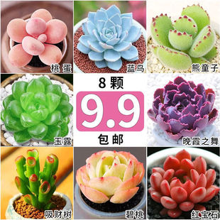 Succulent Plants, Jade Dew, Ruby, Bear Child, Peach Egg, Chihuahua Town Store Eight Pieces Without Potting Soil