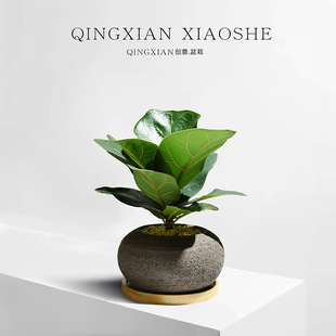 Fiddle Leaf Fig Indoor Green Plants, Easy-To-Live Plants for All Seasons, Office Air Purifying Small Potted Plants, Radiation-Proof Desktop Florals