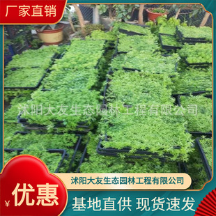 Buddha Grass Nutrition Bowl Seedling Base Courtyard Planting Buddha Grass Seedlings Gold Leaf Buddha Grass Roof Greening Square Plate Seedlings
