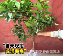 早熟黄岩无核蜜桔苗嫁接桔子树苗甜橘子黄岩蜜桔果树苗当年结果树