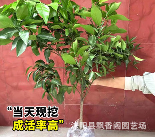 �����S�ҟo���۽���޽ӽ��Ә����������S���۽۹����箔��Y����