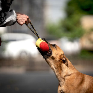 Dog Training Chew Bag, Chew Stick, Chew Pillow, Dog Training Supplies, Dog Gear, Tear-Resistant Cloth Chew Bag, Bite-Resistant Cloth Chew Pillow, Small Cylindrical Chew Bag