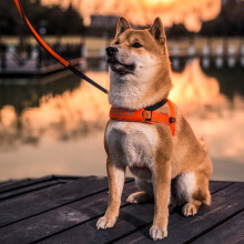 酷极狗狗胸背带中大型犬防冲爆金毛狗绳子牵引绳舒适型狗背带胸带