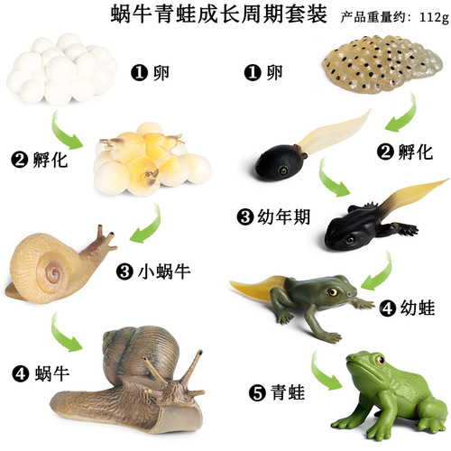 Cross-border simulation science and education solid insect animal growth cycle model snail frog growth cycle toy set