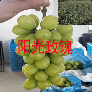 �޽����������ј��mؐ�_��ľ��������Ȼ�o�ˮ���Y�������������