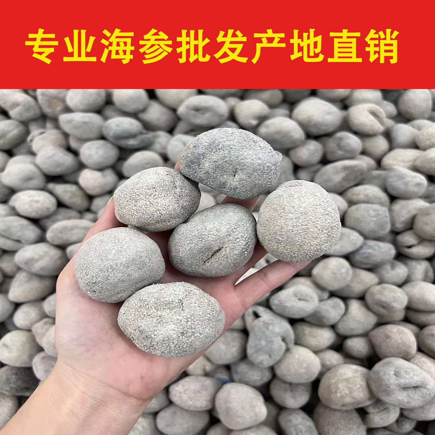 海参干货批发  印尼珍珠参批发  专业海参批发  产地直销