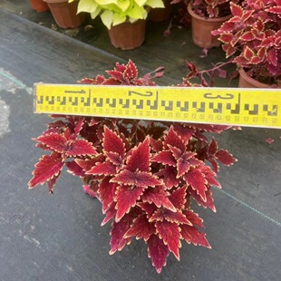 ��ɽ���ع����G�����~���ļ��^�~�ֲ̨��ͥԺ�����ز��ļ����G