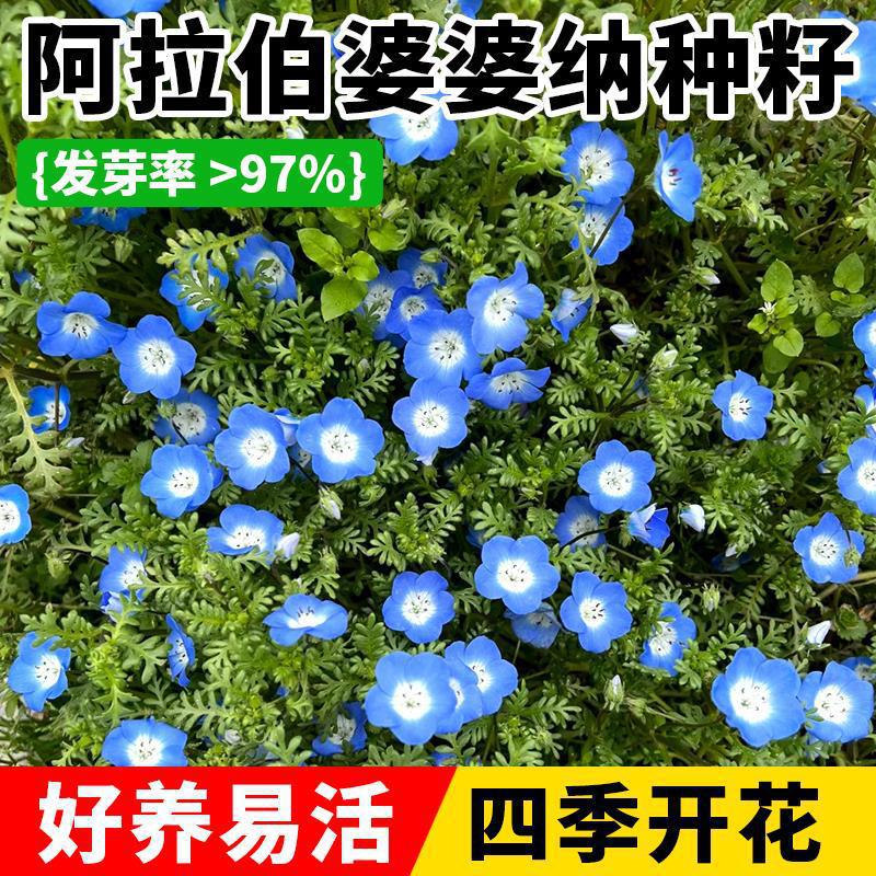 婆婆纳种子阿拉伯蓝色精灵盆栽花籽四季种植开花室外庭院花苗蓝花