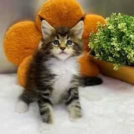 猫猫保健品;狗狗保健品;兽用益生菌