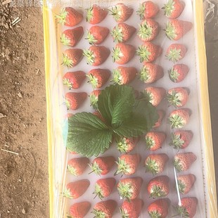 Strawberry Sponge Packaging/Strawberry Buffer Sponge Packaging/Strawberry Loss Prevention Sponge Packaging Strawberry Sponge Inner Tray