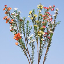单枝7叉澳洲彩梅蜡花 仿真花假花梅花 家居摆放摄影婚庆装饰花卉