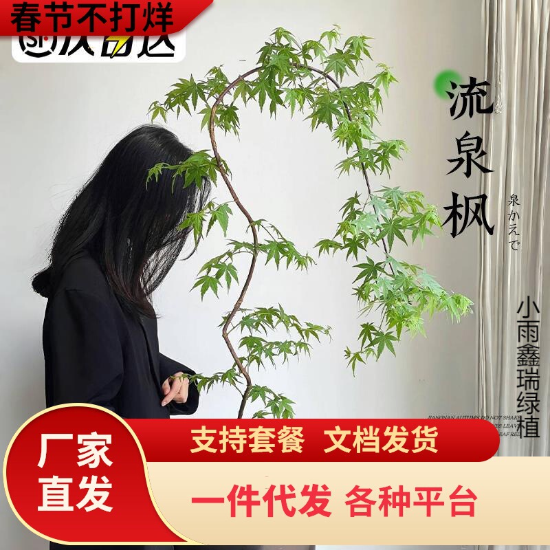 Dropshipping Flowing Maple Potted Green Plant for Study and Living Room Indoor Plant, Seven Maple Trees, Popular Japanese Zen Style Office