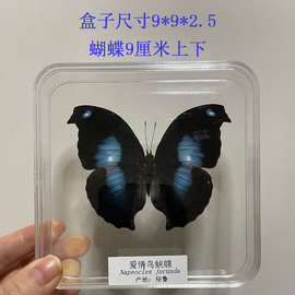 MNX2蝴蝶标本真蝴蝶标本昆虫标本蝴蝶拍摄道具DIV学生教学透明盒