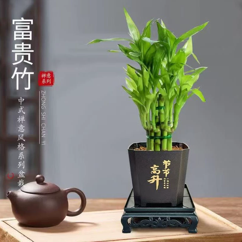 Богатые бамбуковые растения в горшках, очищающие воздух в помещении, зеленые растения, лотос, бамбук, офисный рабочий стол, легко выращивать маленькие растения в горшках в любое время года