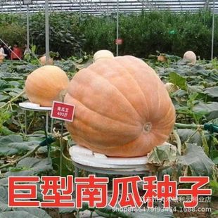 �����ϹϷN���ش��Ϲ��ӳ����ϹϷN�Ӹ߮a�׷N�^�p��̖���^�ٽ�