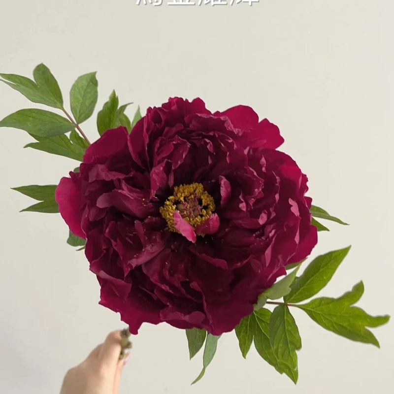 乌金耀辉牡丹花苗正宗洛阳观赏大花重瓣花卉地栽绿植庭院耐寒带芽