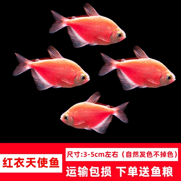 Large red angel fish 3-5cm 5 pieces + fish food