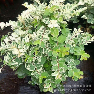 Snowflake Wood Ground Cover Seedlings Potted Ornamental Plants Home Garden Landscape Greening Plants