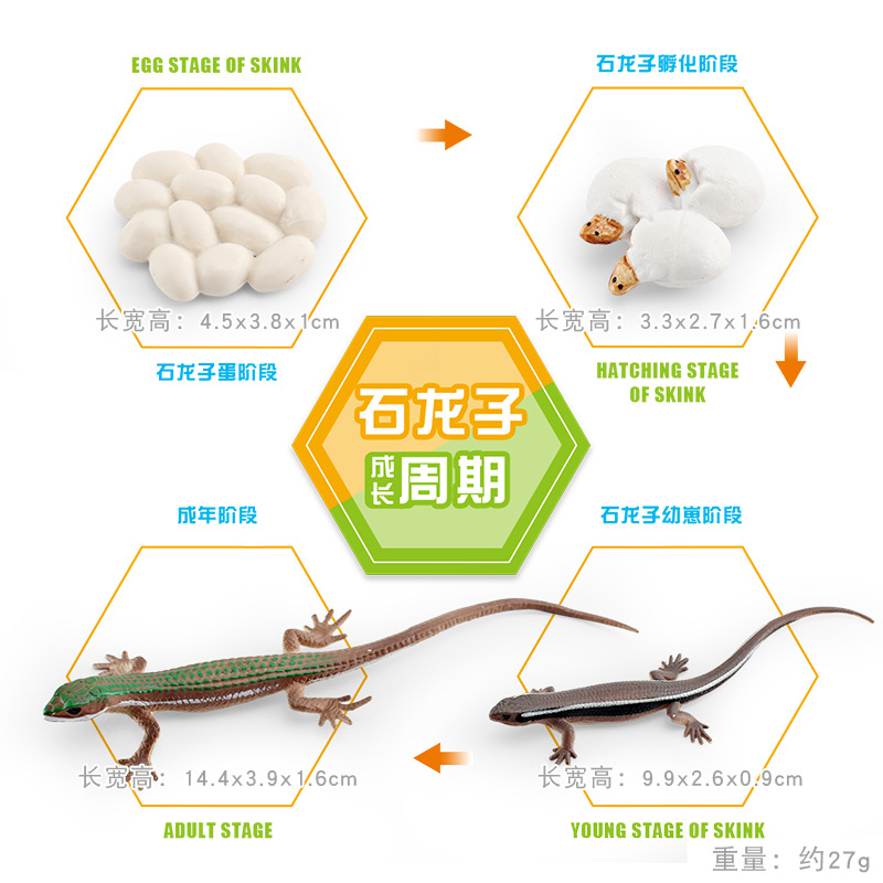 Modelo animal de simulación al por mayor de pollo pato ganso mariposa tortuga Rana ciclo de crecimiento Montessori material didáctico adornos hechos a mano