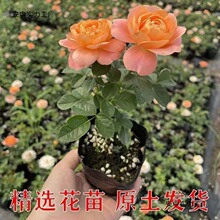 �¼���С��W�´󻨝����̨����ͥԺ�ٱ��ļ��_��õ������tɫϵ