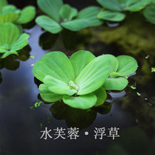 水芙蓉浮草养鱼养虾躲避水生大叶浮萍室内庭院池塘水培植物水葫芦