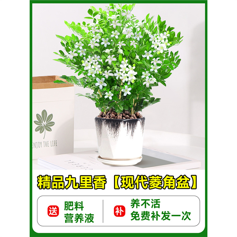 High-quality jiulixiang seedlings [black-edged water chestnut ceramic pot] + fertilizer