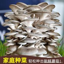 ��Ģ����ᘹ�ƽ���N���������Nֲ�����N�N�ҷN���lĥ����ʳ���㹽