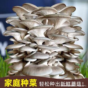 ��Ģ����ᘹ�ƽ���N���������Nֲ�����N�N�ҷN���lĥ����ʳ���㹽