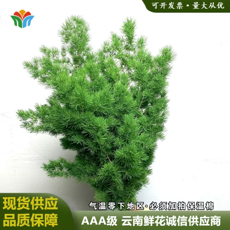 新鲜蓬莱松鲜花切枝云南基地直发婚庆布置花材绿植造景圣诞松枝