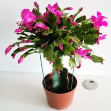 蟹爪兰多色精品嫁接莲苗绿植盆栽办公除甲醛植物室内阳台花卉