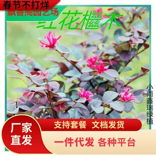 һ�����l�t���^ľ��ͥԺ�G��ֲ���ļ��������ľ�^�p�G�h���̼t��