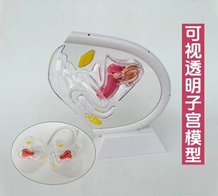 Female pathological uterine model maternal and reproductive ovarian uterine structure Anatomy advanced simulation morbid uterine model