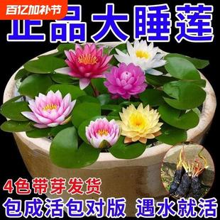Water Lily Root Blocks for Hydroponic Garden Bowls, Blooming Fish Tank Water Lily Seedlings for All Seasons