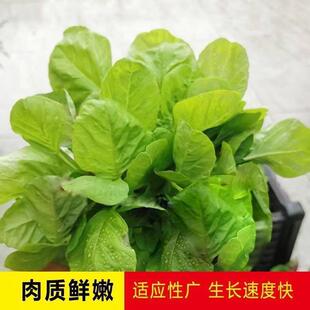 �G�{�˷N���ļ��G�A�~�˷N�����＾�r��Ұ����˷N���߲˷N�Ӵ�ȫ