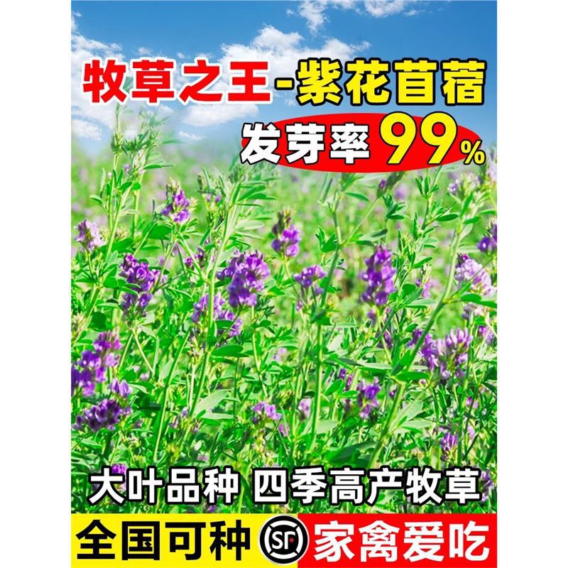 紫花苜蓿草种籽喂猪牛羊兔鸡鸭鹅多年生四季大叶牧草种子鱼草种籽