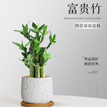 文昌竹步步高盆栽室内客厅招财绿植办公室桌面好养易养护植物