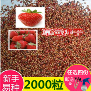 ��ݮ�N���ļ����N���Ͳ�ݮ�҃��̨���Լ�ͥ�̨�߲˻���ˮ����ͥ