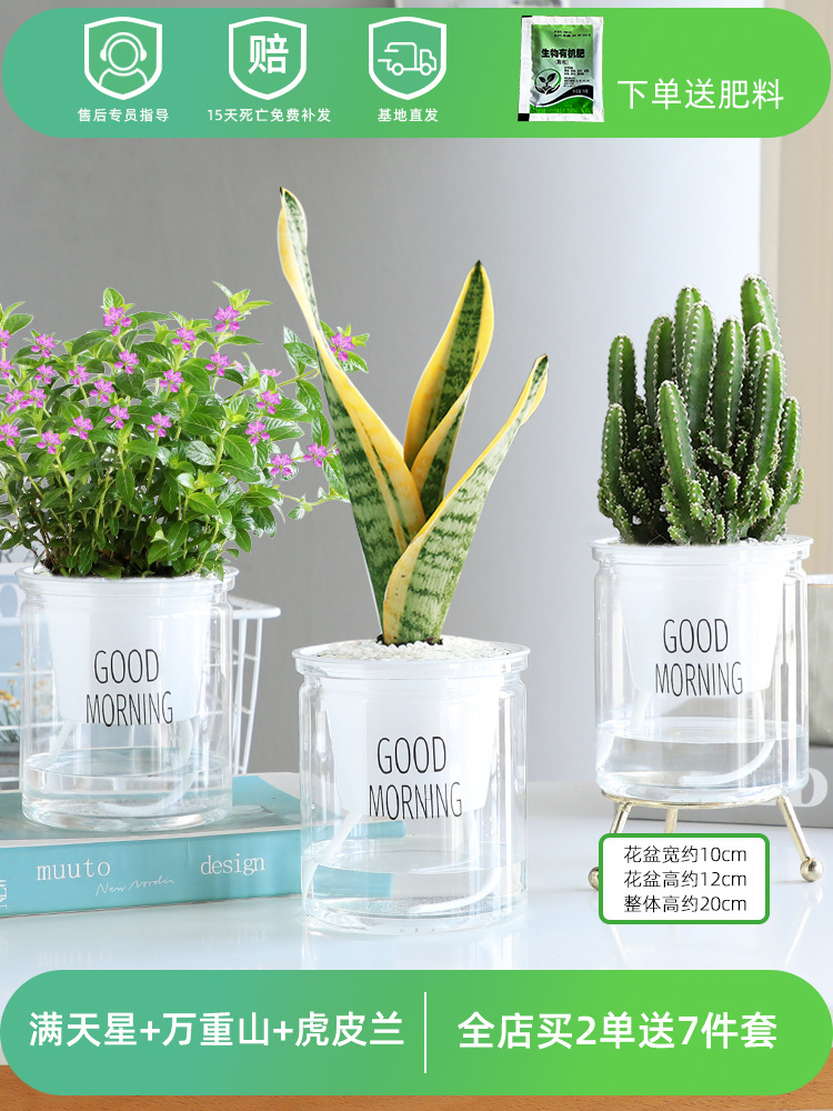 안개꽃 + 만중산 + 호랑이 난초 (무료 비료)