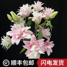 顺丰冷链稀有品香水百合鲜切花基地新鲜直发花期超长办公室客厅花