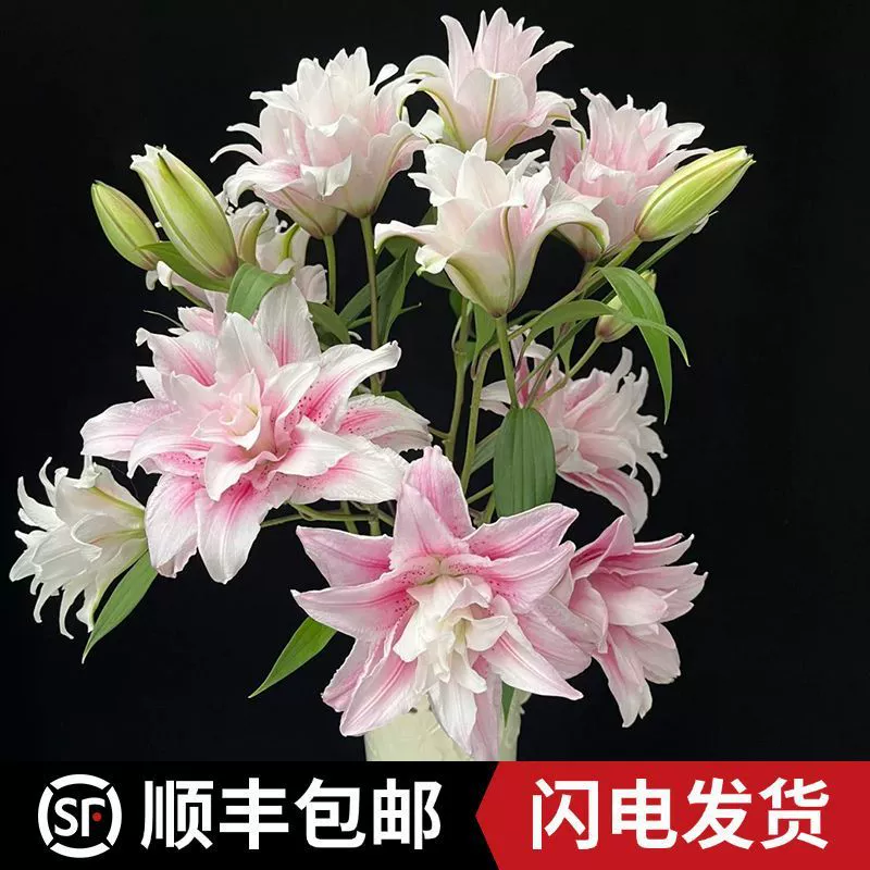 SF Cold Chain Редкие продукты Парфюмерия Лилия Свежий базовый цветок Прямая доставка свежих цветов Длительный период цветения Цветы для офиса и гостиной