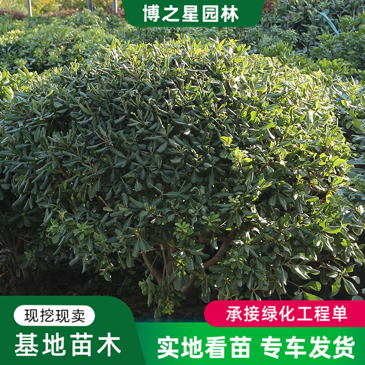 海桐小苗基地批发 园林工程绿化苗木四季常青灌木气味芳香七里香