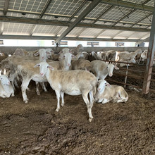 湖羊种母羊价格 一只母羊的饲养成本是多少