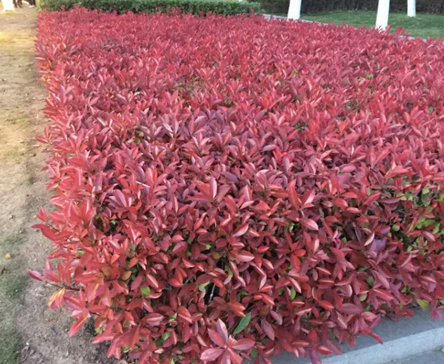 一件代发红叶石楠苗红花继木金森女贞火焰红庭院绿化树苗篱笆苗木