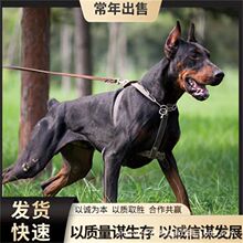 纯种杜宾犬活体幼犬德系美系双血统护卫犬迷你笃宾犬赛级宠物狗狗