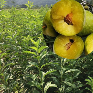 �ɶ����������� �������������l �޽ӷ��������烞�|������