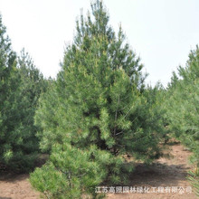 出售白皮松 4-5月开花次年10-11月球果成熟 白皮松绿化工程