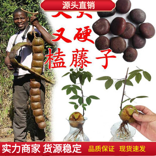 �}���ӷN������ľ��������ֲ���^����ƽ�����Ꭷ��ľ���͘���ș��