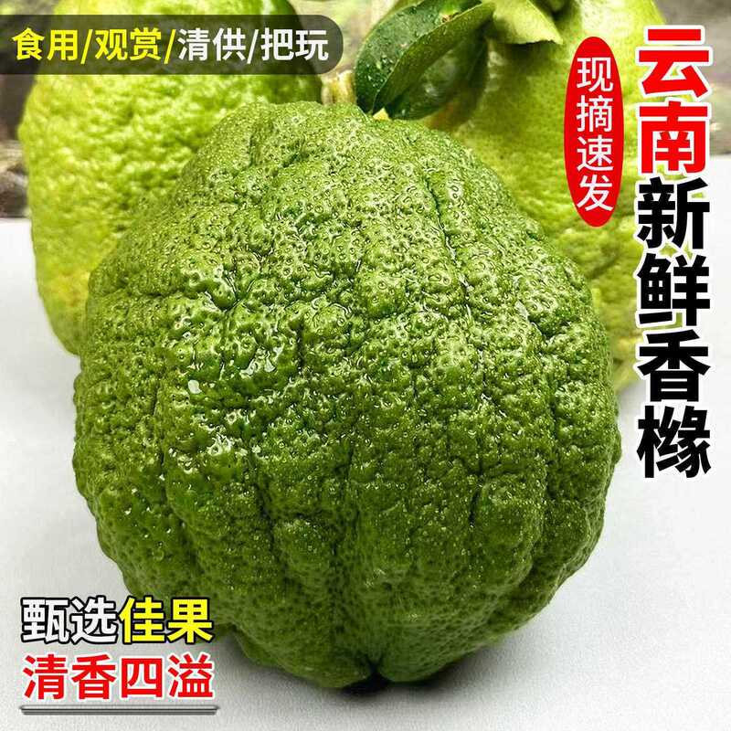 Freshly Picked Fragrant Citron Fruits for Consumption, Display, and Scenting, Paired with Bergamot Indoor Green Plants, Free Shipping Freshly Picked Fragrant Citron Fruits for Consumption, Display, and Scenting, Paired with Bergamot Indoor Green Plants, Free Shipping