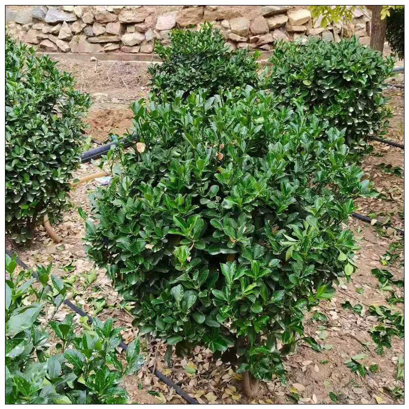 Оптовая Холли мяч озеленение Холли мяч 1 метр 1,5 метра 2 метра Корона Холли мяч Цена большой лист Тополя мяч