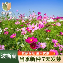 波斯菊花种子格桑花花籽四季播种室外易活庭院花海公园波斯菊花种